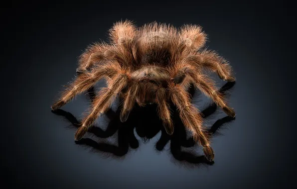 Macro, the dark background, spider, insect, tarantula, Anton Rostov, grammostola rosea
