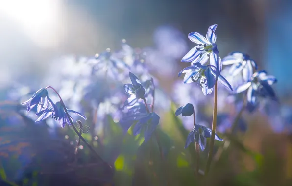 Macro, light, flowers, nature