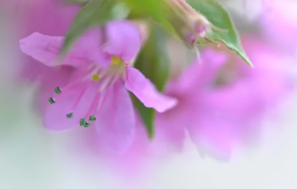 Leaves, macro, nature, petals