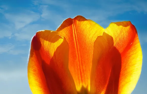 Picture flower, the sky, Tulip, petals