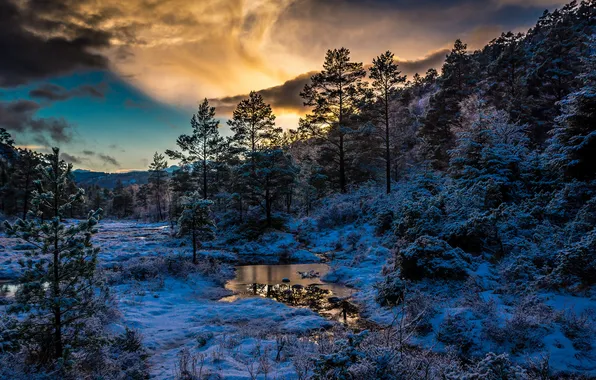 Winter, forest, clouds, snow, trees, Norway, Norway