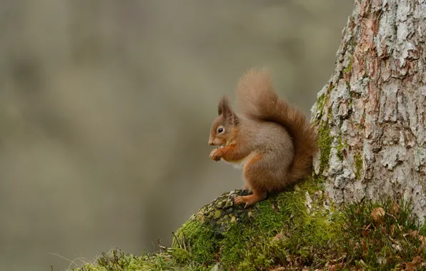 Tree, moss, protein, trunk, bark, sitting