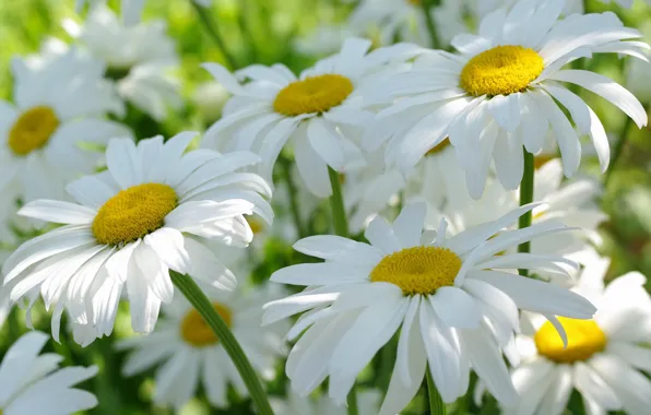 Summer, macro, flowers, nature, tenderness, chamomile, beauty, plants