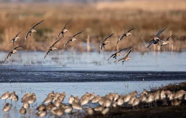 Picture nature, river, bird, bokeh, black-tailed godwits