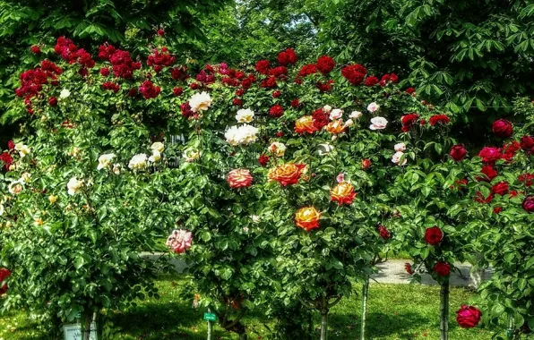Summer, nature, roses, Flowers, colors, summer, the bushes, nature