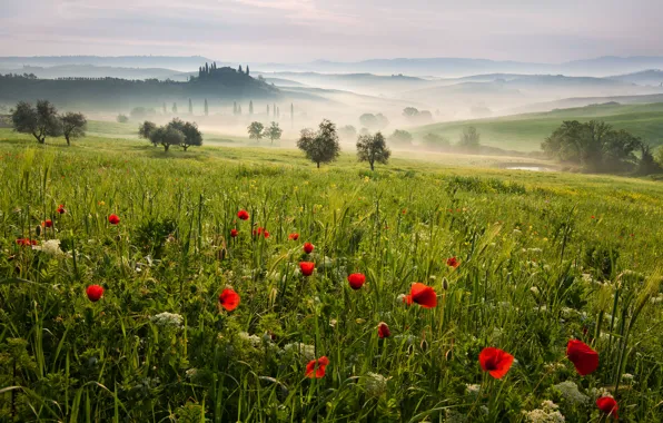 Picture field, trees, landscape, nature, hills, Italy, Tuscany