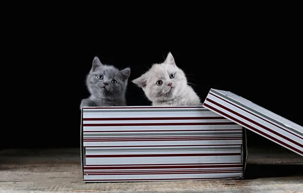 Cats, kitty, box, kittens, black background, a couple, two kittens, British