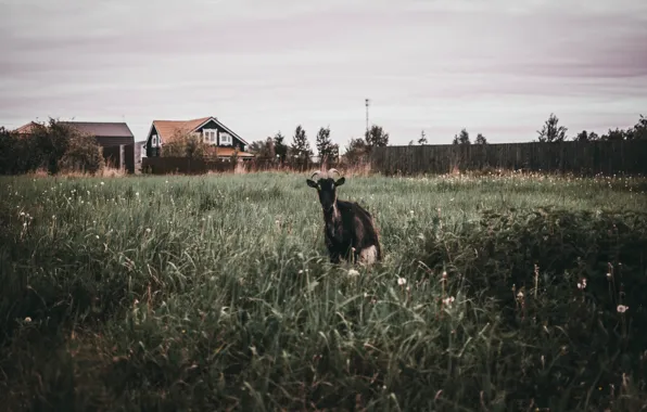 Landscape, animal, glade, village, village, goat, goats, cottage