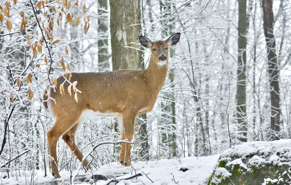 Picture winter, forest, snow, trees, branches, nature, deer