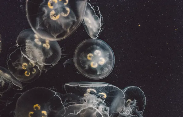 Dark, USA, United States, Jellyfish, Marine, water, California, creature