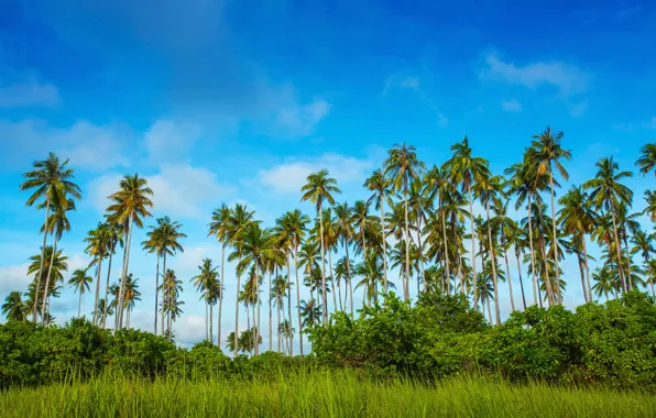 Greens, the sky, grass, clouds, trees, tropics, palm trees, the bushes