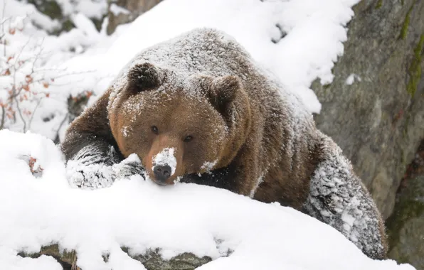 Picture winter, bear, grizzly