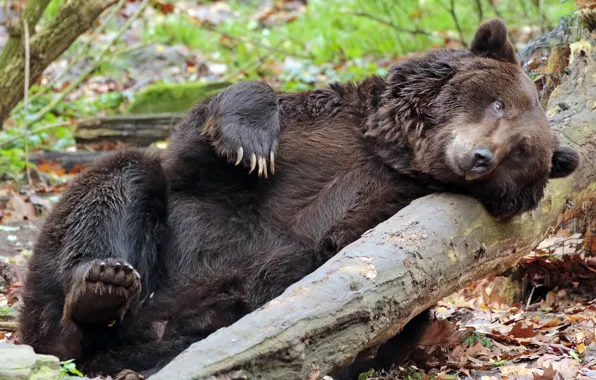 Picture bear, lies, log