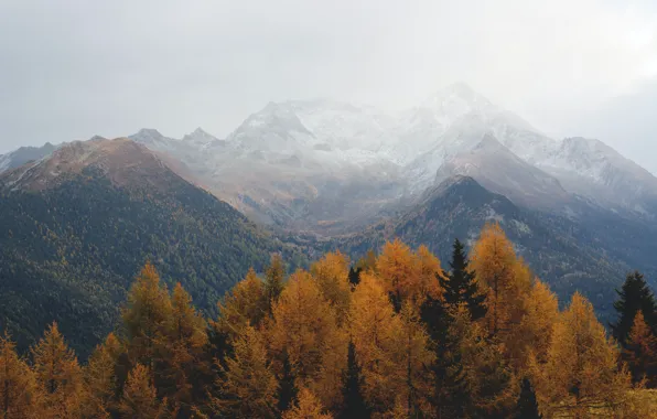 Picture autumn, forest, the sky, trees, mountains, nature, overcast, rocks