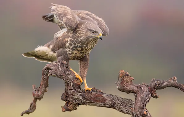 Branches, pose, background, bird, snag, predatory, Buzzard, Sarich