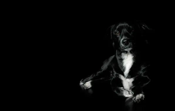 Black, dog, beautiful