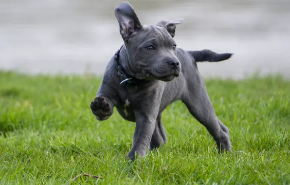 Picture nature, pose, grey, blue, dog, puppy, walk, Stafford