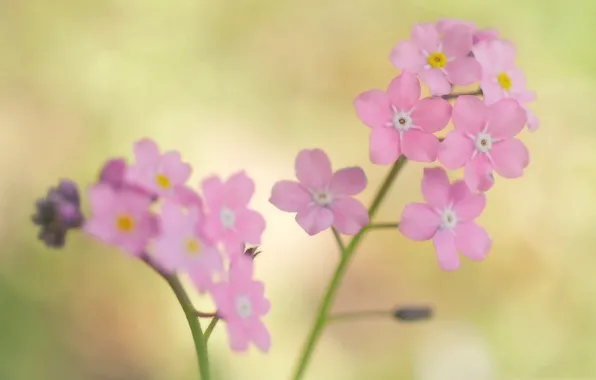 Macro, plant, petals, inflorescence