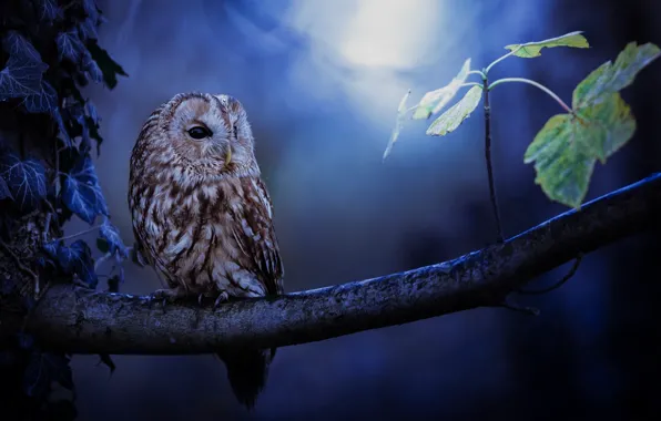 Picture owl, foliage, branch, bokeh
