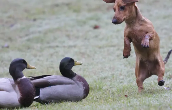 Birds, duck, dance, the situation, dog, Dachshund, speech