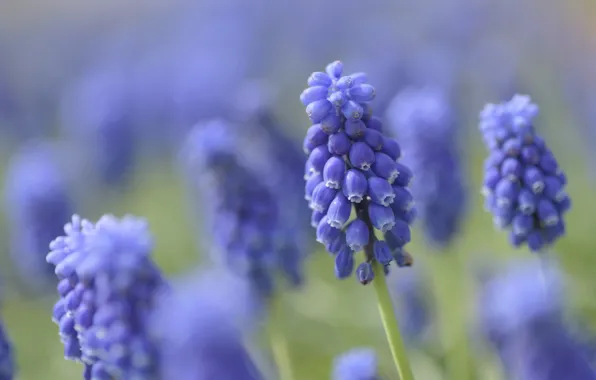 Macro, flowers, spring, blue, lilac, bokeh, blurred background, Muscari