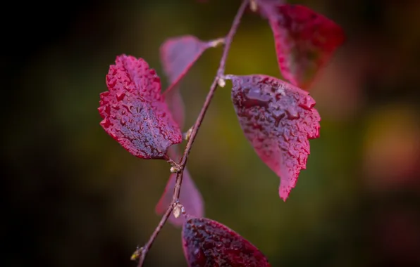 Leaves, branches, red