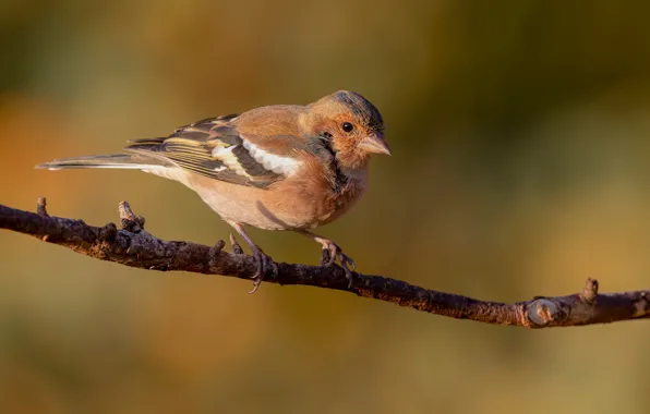 Branches, bird, Chaffinch