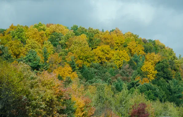 Picture autumn, forest, trees, colors, forest, trees, Autumn