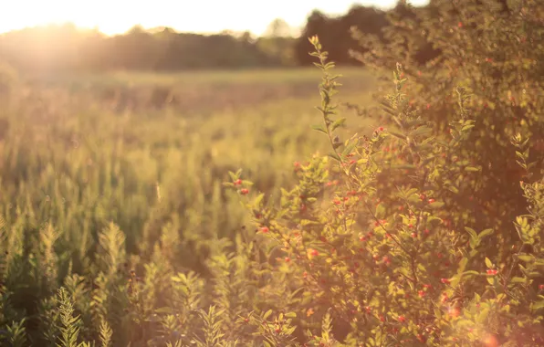 Picture leaves, berries, the bushes, shrub