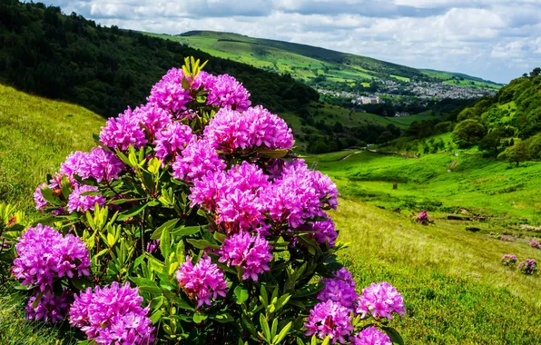 Picture trees, flowers, nature, the city, hills, shrubs