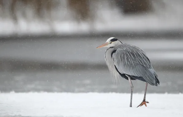 Winter, grey, snowfall, Heron