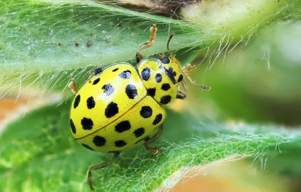 Picture ladybug, cow dvadtsatisemiletny, psyllobora