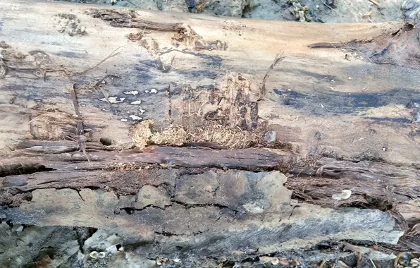 Tree, texture, tree bark