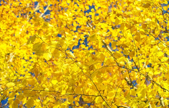 Autumn, leaves, trees