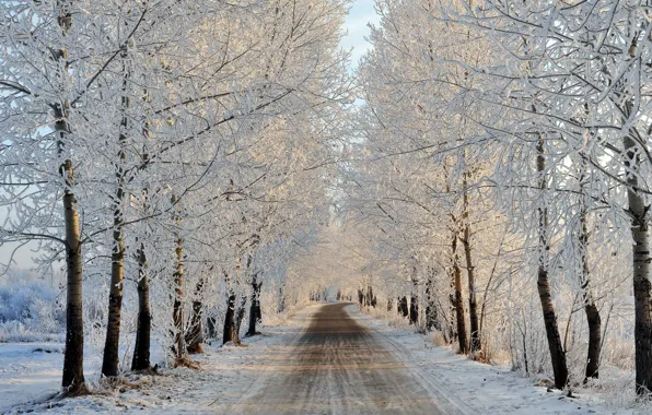 Picture winter, road, trees, landscape