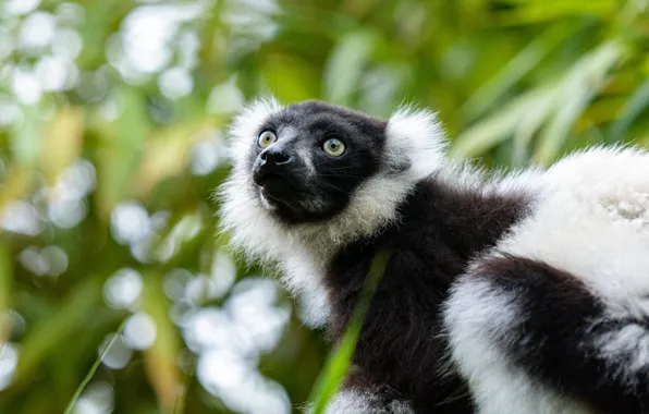 Picture look, face, background, portrait, lemur, bokeh