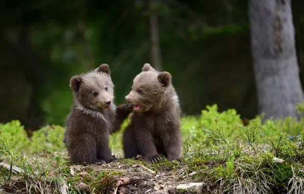 Picture bears, pair, bears
