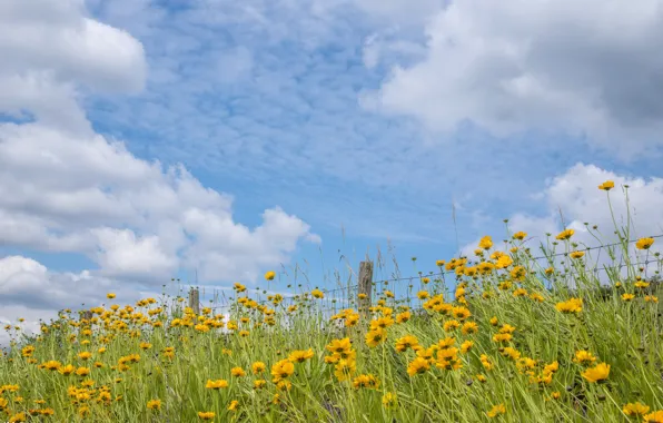 Greens, summer, the sky, clouds, flowers, blue, blue, posts