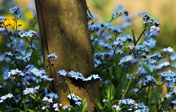 Picture summer, grass, flowers, nature, tree, plants, forget-me-nots