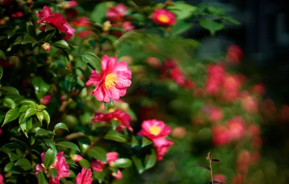 Leaves, pink, tenderness, petals, Bud, flowering, Camellia