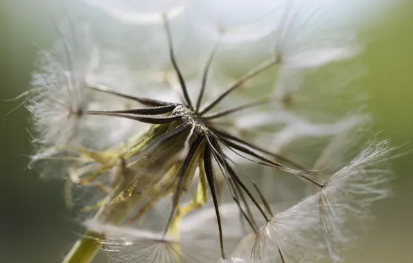 Picture background, dandelion, fluff