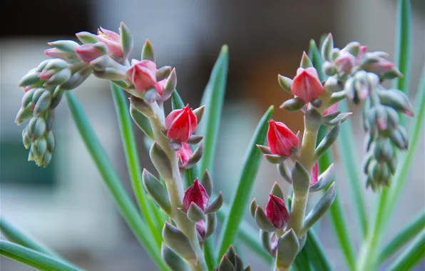 Picture leaves, macro, flowers, plant, stem, exotic