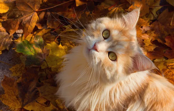 Picture autumn, cat, cat, mustache, look, leaves, muzzle, fluffy