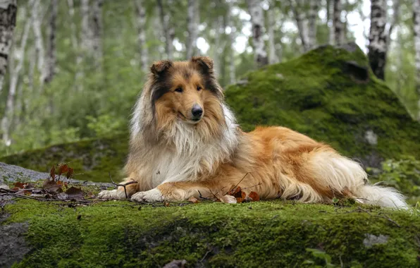 Forest, look, trees, stay, moss, dog, lies, collie