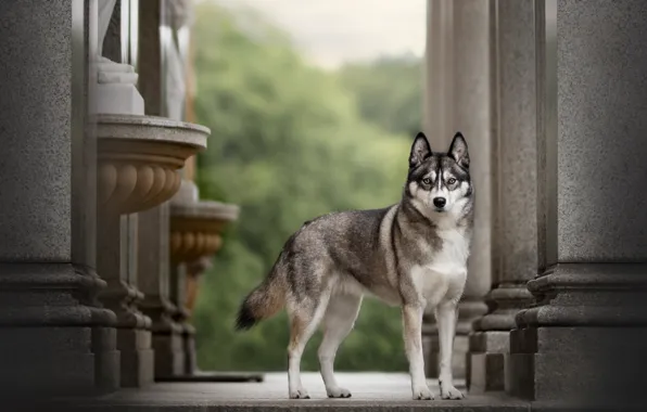 Look, dog, puppy, columns, grey, the room, husky, sculpture