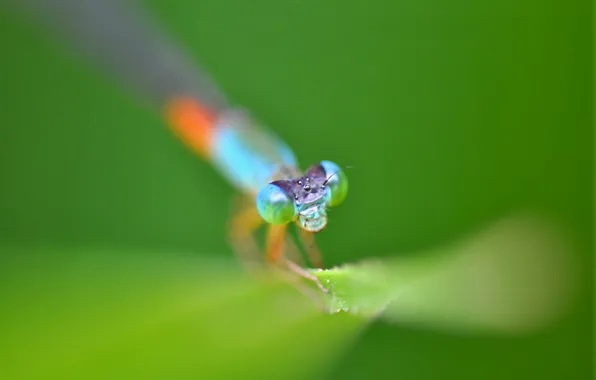 Picture eyes, head, dragonfly, insect