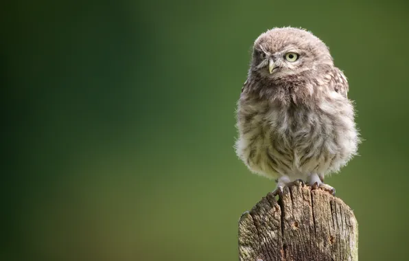 Owl, chick, owlet, owl