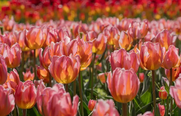 Picture tulips, buds, a lot