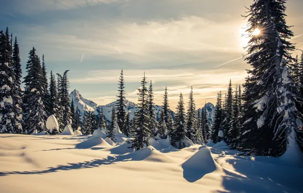 Picture winter, forest, the sky, the sun, clouds, rays, light, snow
