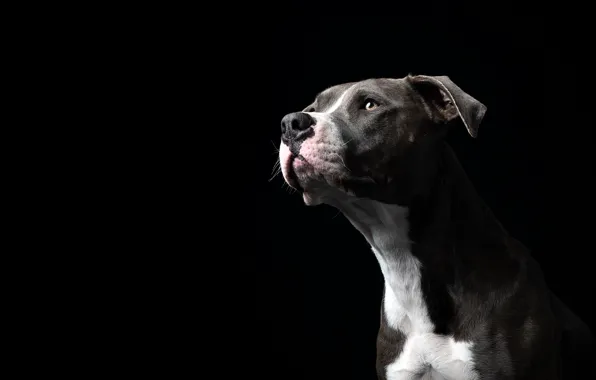 Picture face, portrait, dog, black background, American Staffordshire Terrier, Amstaff
